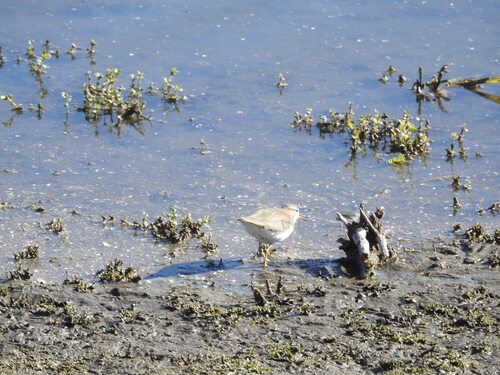 iNaturalist observation photo of Spotted Sandpiper