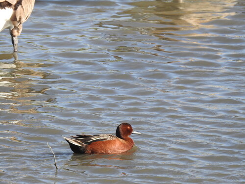 iNaturalist observation photo of Cinnamon Teal