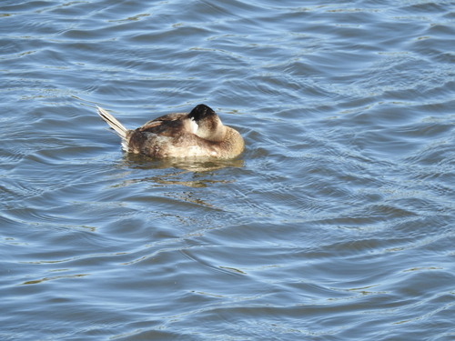 iNaturalist observation photo of Ruddy Duck