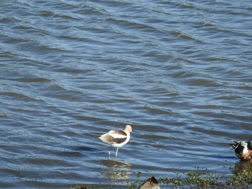 iNaturalist observation photo of American Avocet