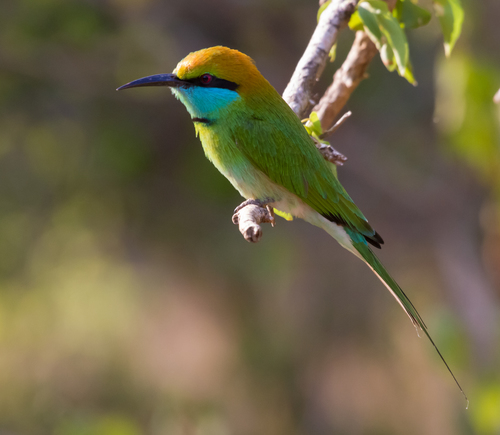Asian Green Bee-eater