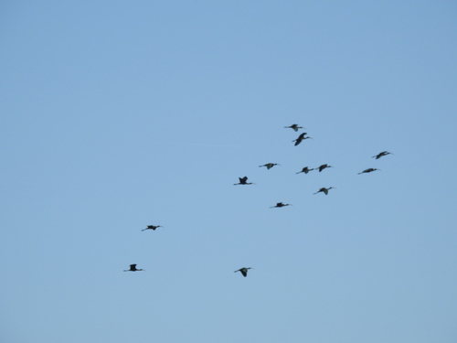 iNaturalist observation photo of White-faced Ibis