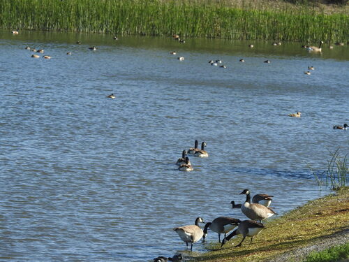 iNaturalist observation photo of Canada Goose