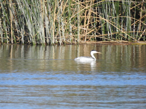 iNaturalist observation photo of Clark's Grebe