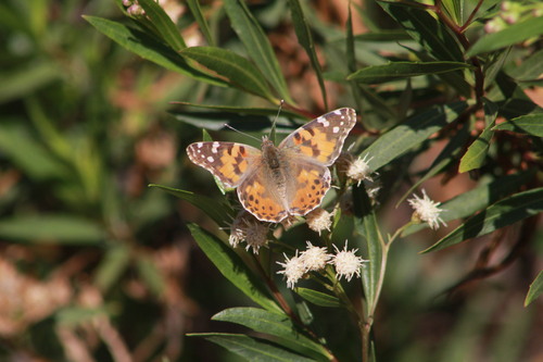 iNaturalist observation photo of Painted Lady