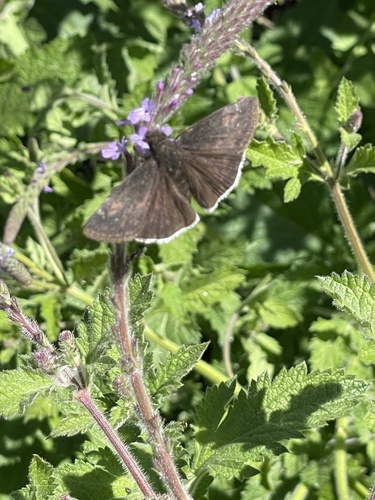 iNaturalist observation photo of Funereal Duskywing