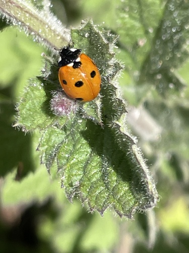 iNaturalist observation photo of Seven-spotted Lady Beetle