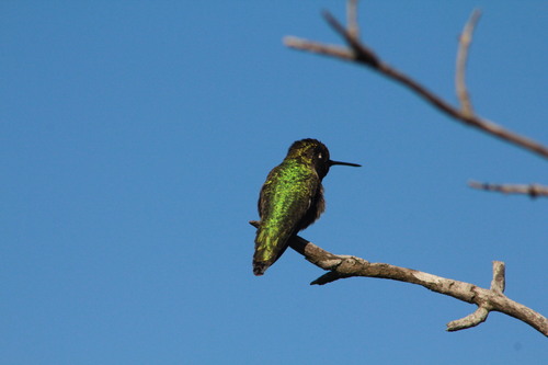 iNaturalist observation photo of Anna's Hummingbird