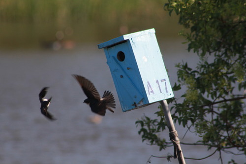 iNaturalist observation photo of Tree Swallow