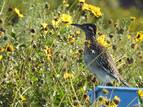 iNaturalist observation photo of Greater Roadrunner