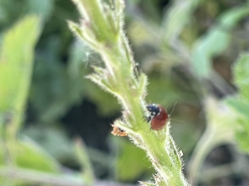 iNaturalist observation photo of Spotless Lady Beetle