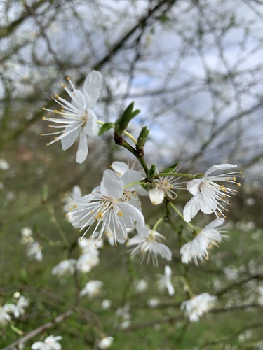 Prunus cerasifera