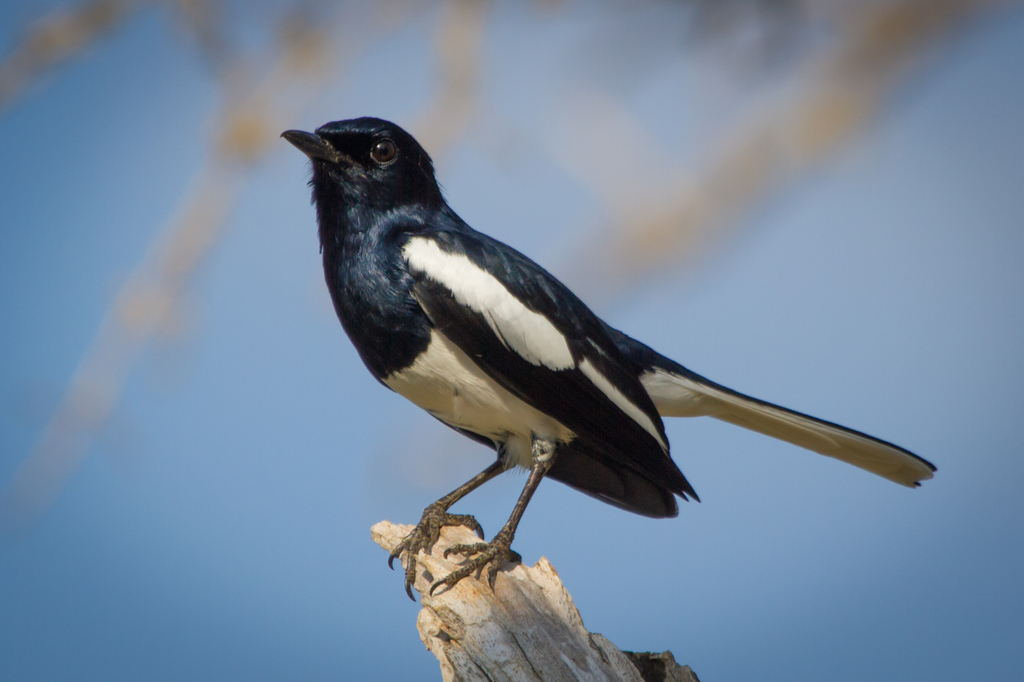 Oriental Magpie photo