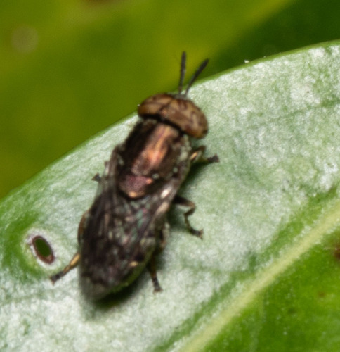 Unknown species found near Apopka, FL, USA