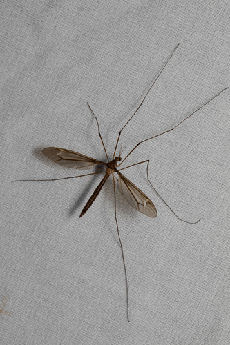 Unknown species found near Apopka, FL, USA