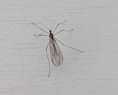Unknown species found near Hebron, CT 06248, USA