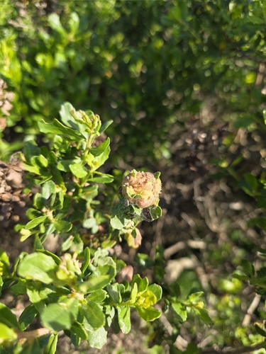 Unknown species found near Inverness, CA 94937, USA