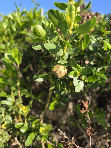 Unknown species found near Inverness, CA 94937, USA