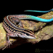 Seven-lined Ameiva - Photo (c) Ryan L. Lynch, all rights reserved