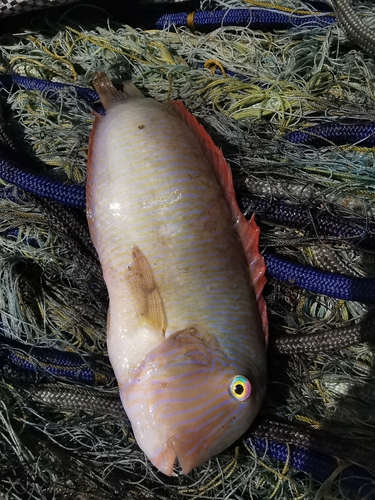 Xyrichtys novacula