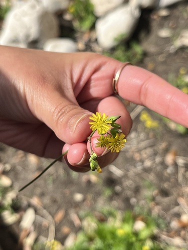 Oriental false hawksbeard