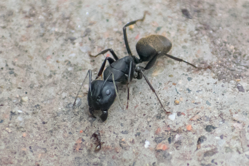 Japanese Carpenter Ant