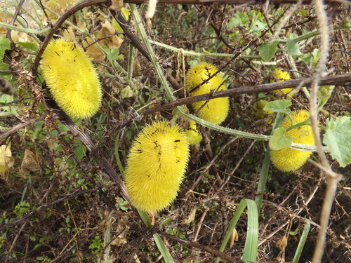 Teasel Gourd