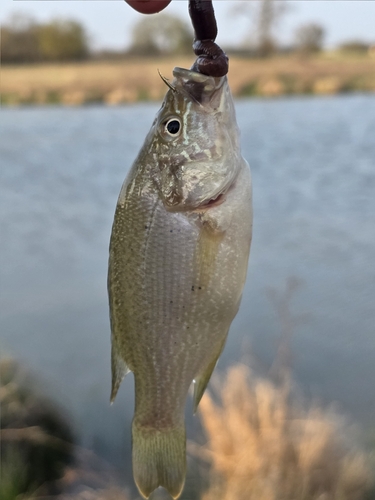 Lepomis cyanellus