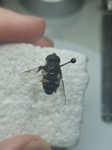 Unknown species found near Toms River, NJ 08753, USA
