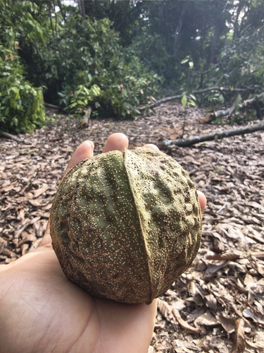arara nut-tree