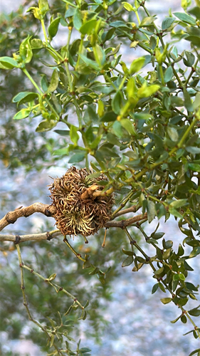 Unknown species found near Death Valley National Park, Inyo County, US-CA, US