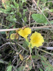 Camonea umbellata image