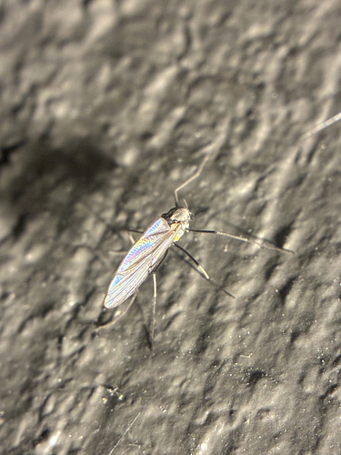 Unknown species found near S Cigar Rd, Northampton, PA, US