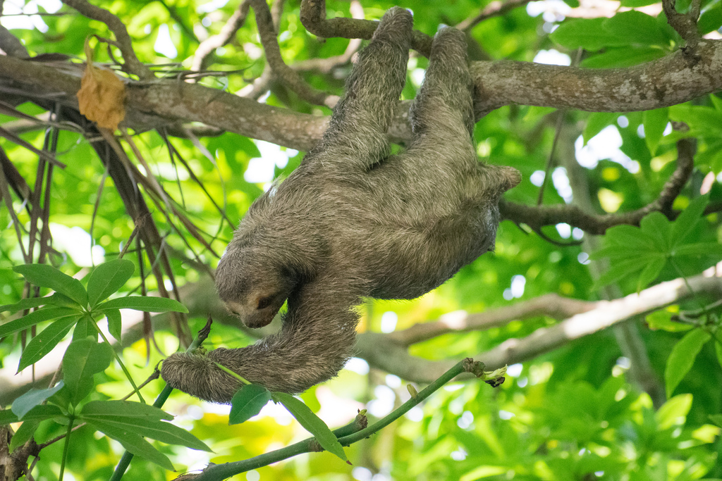 Brown-throated Three-toed Sloth from Centenario Park, Media, Getsemaní ...