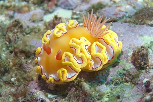 Ardeadoris rubroannulata (Rudman, 1986)