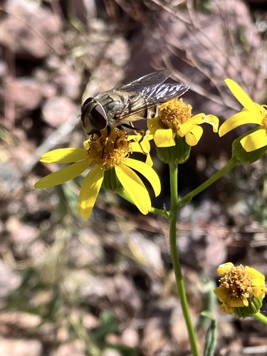Unknown species found near Organ Pipe Cactus National Monument, Ajo, AZ, US