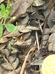 Winged and Once-winged Insects