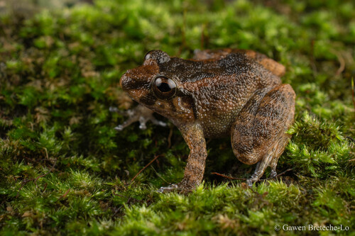 Alcalus sariba
