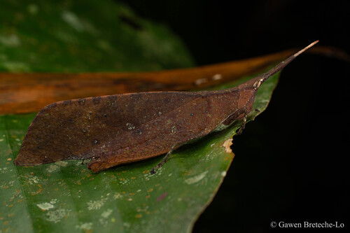 Trigonopteryx hopei