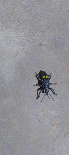 Gaudy Weevil
