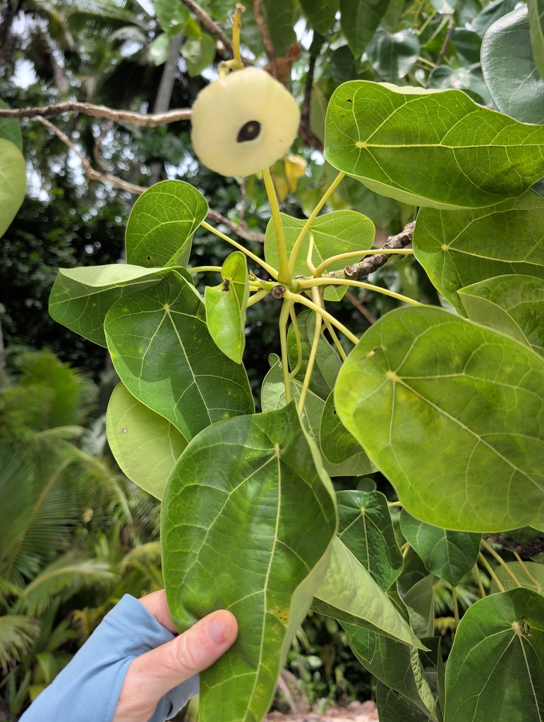 Lantern Tree from Ngeruktabel, Koror, Palau on March 10, 2026 at 01:49 ...