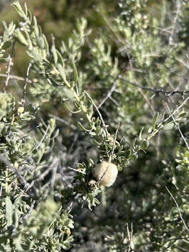 Unknown species found near Carrizo Plain National Monument, Santa Margarita, CA, US