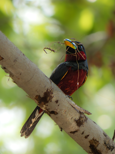 Black-and-red Broadbill
