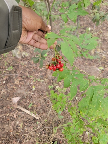 Brazilian Nightshade