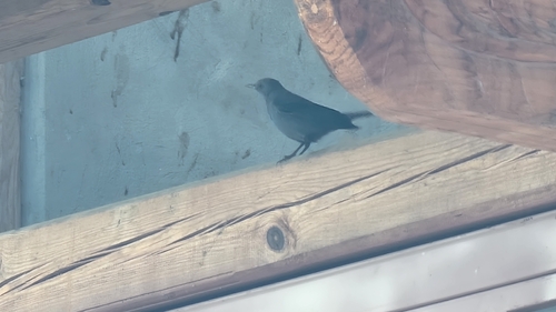 Blue Rock-Thrush
