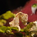Observation photo