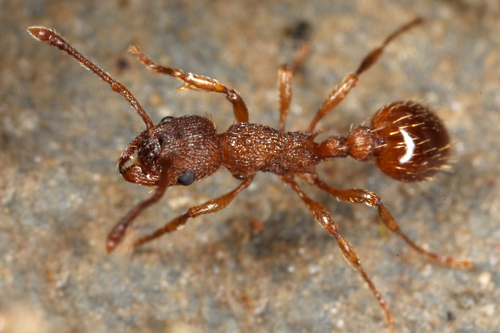 Myrmica constrictaMyrmica constricta