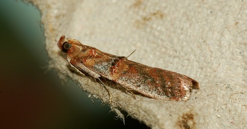 Hypargyria metalliferella
