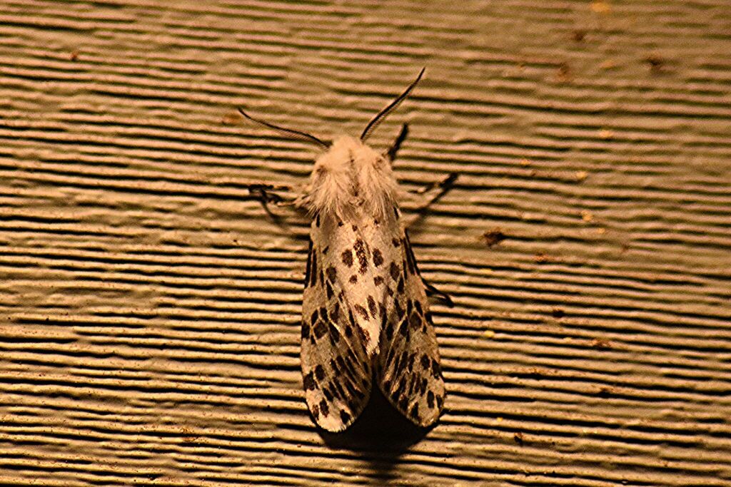Fall Webworm Moth from 150 Sylvan Rd, North Augusta, SC 29860, USA on ...