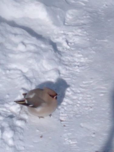 Bohemian Waxwing
